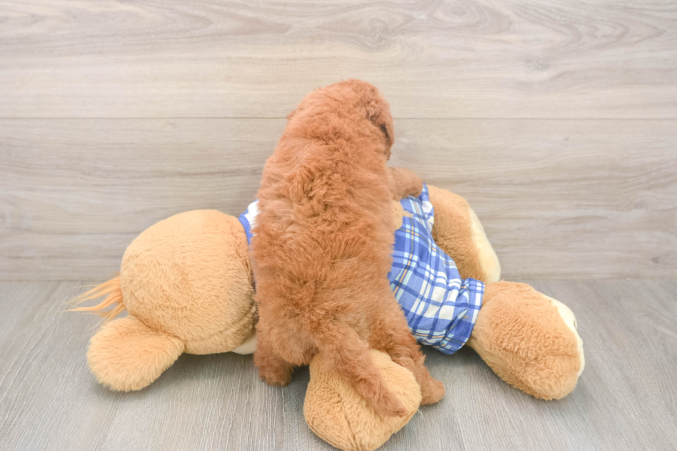 Meet Elon - our Mini Goldendoodle Puppy Photo  3/3 - Florida Fur Babies Best Mini Goldendoodle Baby