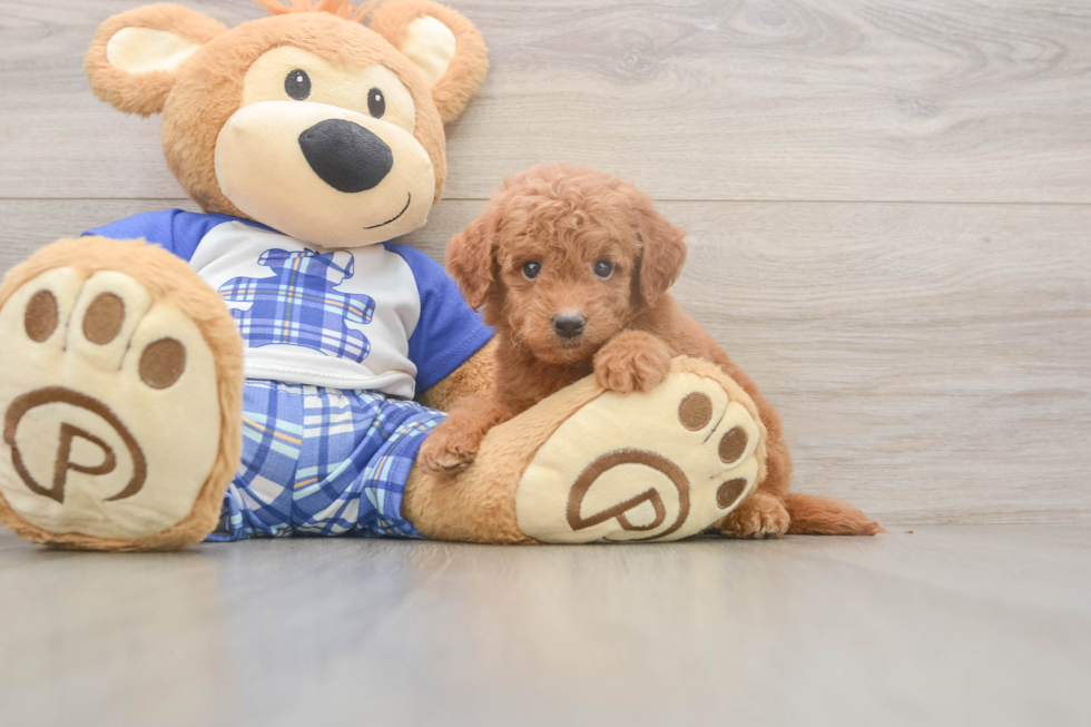 Meet Elon - our Mini Goldendoodle Puppy Photo  2/3 - Florida Fur Babies Best Mini Goldendoodle Baby