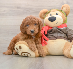 7 week old Mini Goldendoodle Puppy For Sale - Florida Fur Babies
