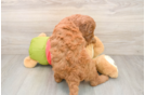 Mini Goldendoodle Puppy for Adoption