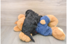 Popular Mini Goldendoodle Poodle Mix Pup