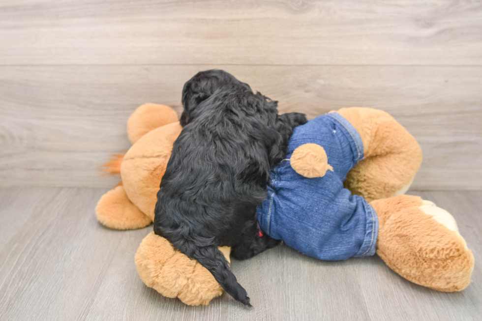 Popular Mini Goldendoodle Poodle Mix Pup