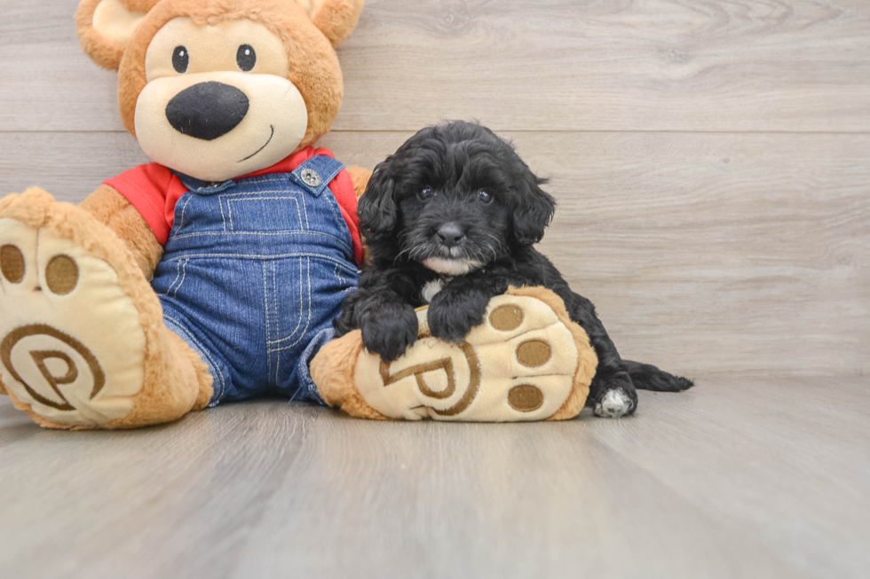 Fluffy Mini Goldendoodle Poodle Mix Pup