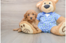 Best Mini Goldendoodle Baby