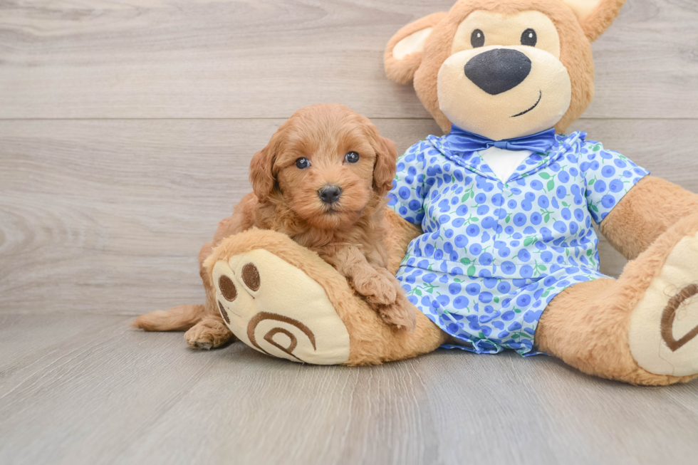 Best Mini Goldendoodle Baby