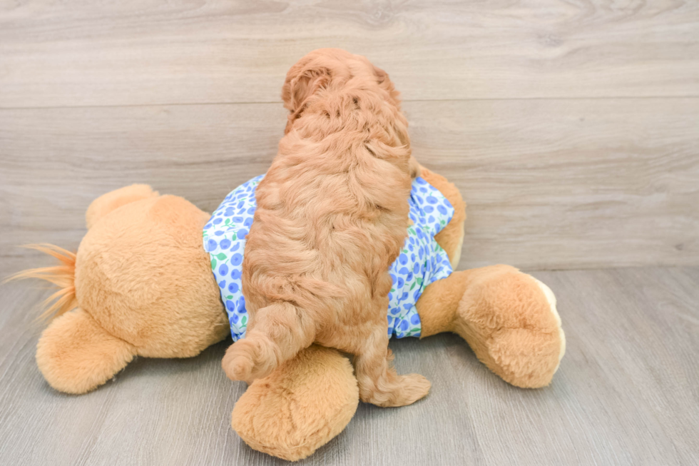 Best Mini Goldendoodle Baby