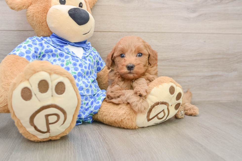 Adorable Golden Retriever Poodle Mix Poodle Mix Puppy