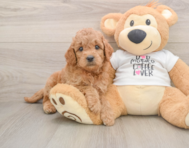 7 week old Mini Goldendoodle Puppy For Sale - Florida Fur Babies