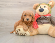 7 week old Mini Goldendoodle Puppy For Sale - Florida Fur Babies
