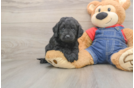 Mini Goldendoodle Puppy for Adoption