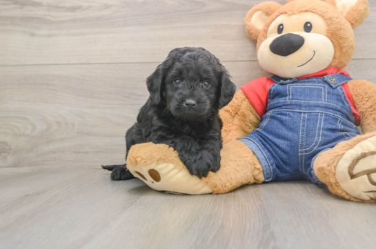 Mini Goldendoodle Puppy for Adoption