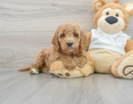 9 week old Mini Goldendoodle Puppy For Sale - Florida Fur Babies