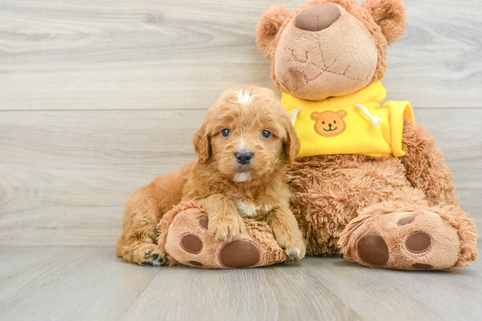 Friendly Mini Goldendoodle Baby