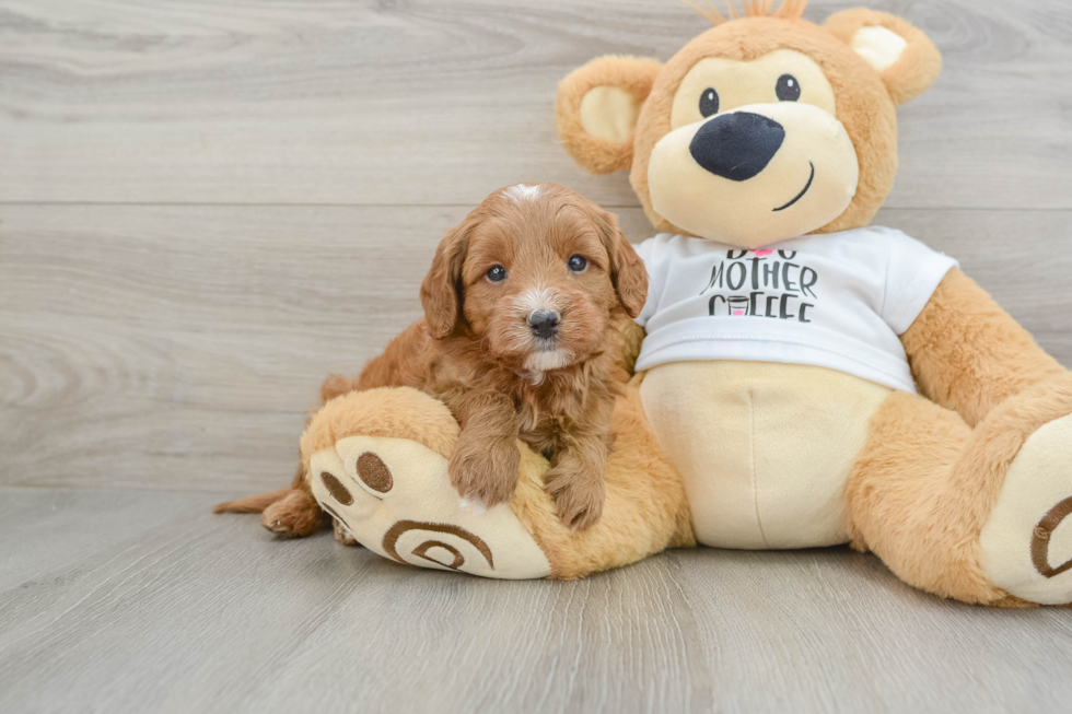 Mini Goldendoodle Pup Being Cute