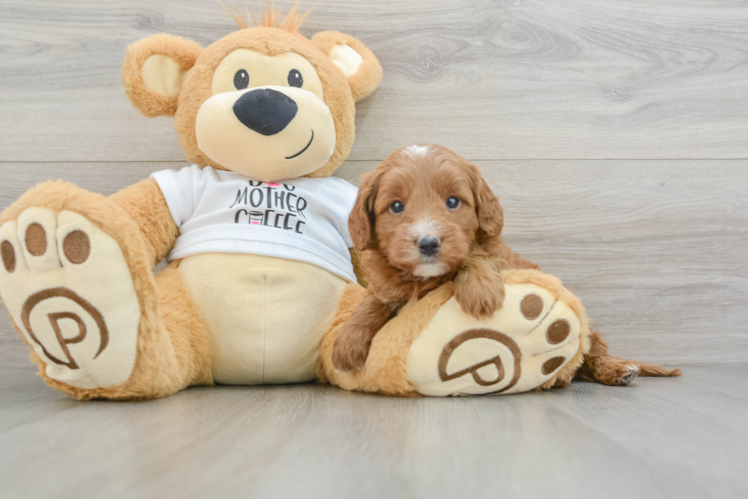 Mini Goldendoodle Pup Being Cute