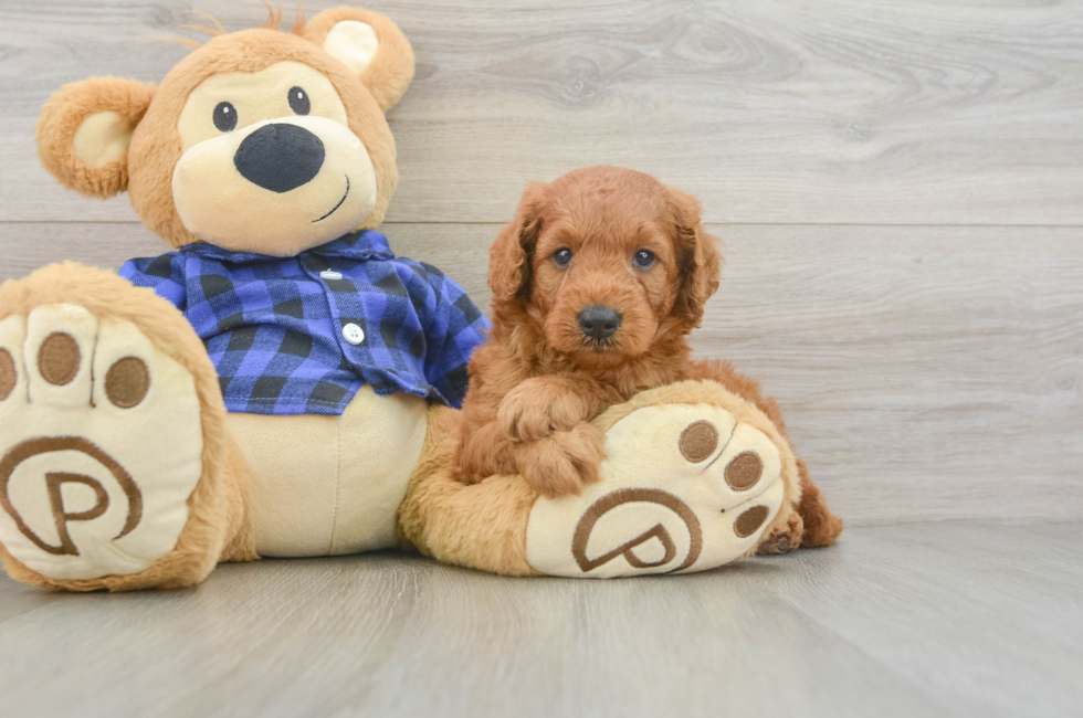 5 week old Mini Goldendoodle Puppy For Sale - Florida Fur Babies