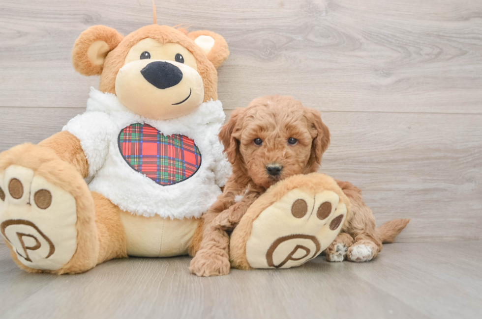5 week old Mini Goldendoodle Puppy For Sale - Florida Fur Babies