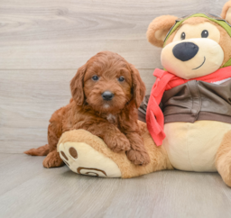 7 week old Mini Goldendoodle Puppy For Sale - Florida Fur Babies