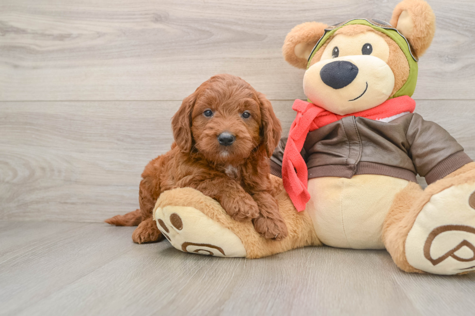 Mini Goldendoodle Pup Being Cute