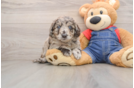 Energetic Golden Doodle Poodle Mix Puppy