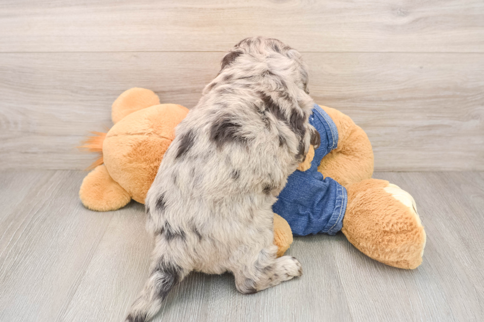 Best Mini Goldendoodle Baby
