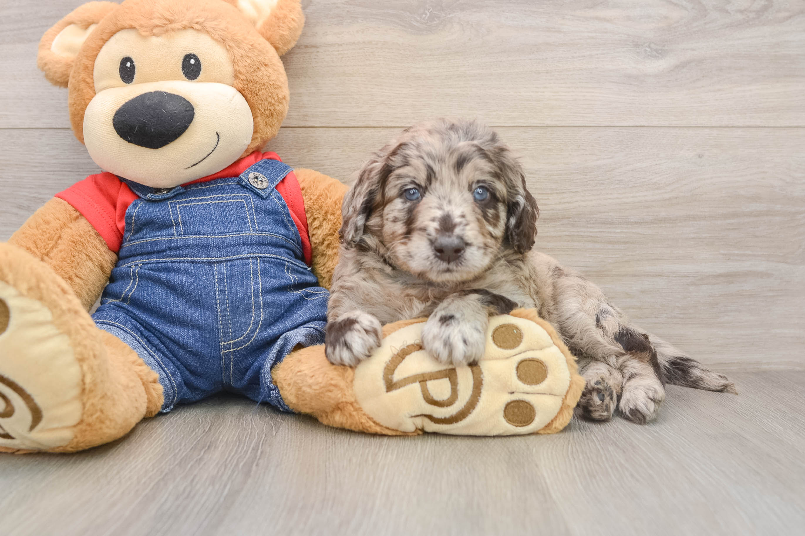 Adorable Golden Retriever Poodle Mix Poodle Mix Puppy