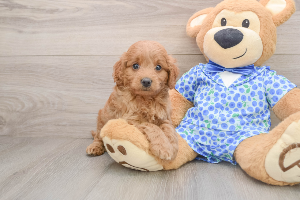 Mini Goldendoodle Puppy for Adoption