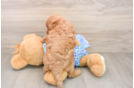 Playful Mini Groodle Poodle Mix Puppy