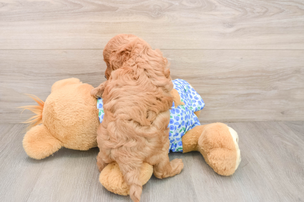 Playful Mini Groodle Poodle Mix Puppy