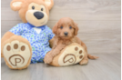 Cute Mini Goldendoodle Baby