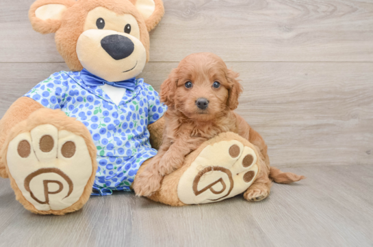 Cute Mini Goldendoodle Baby