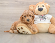7 week old Mini Goldendoodle Puppy For Sale - Florida Fur Babies