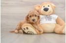 Best Mini Goldendoodle Baby