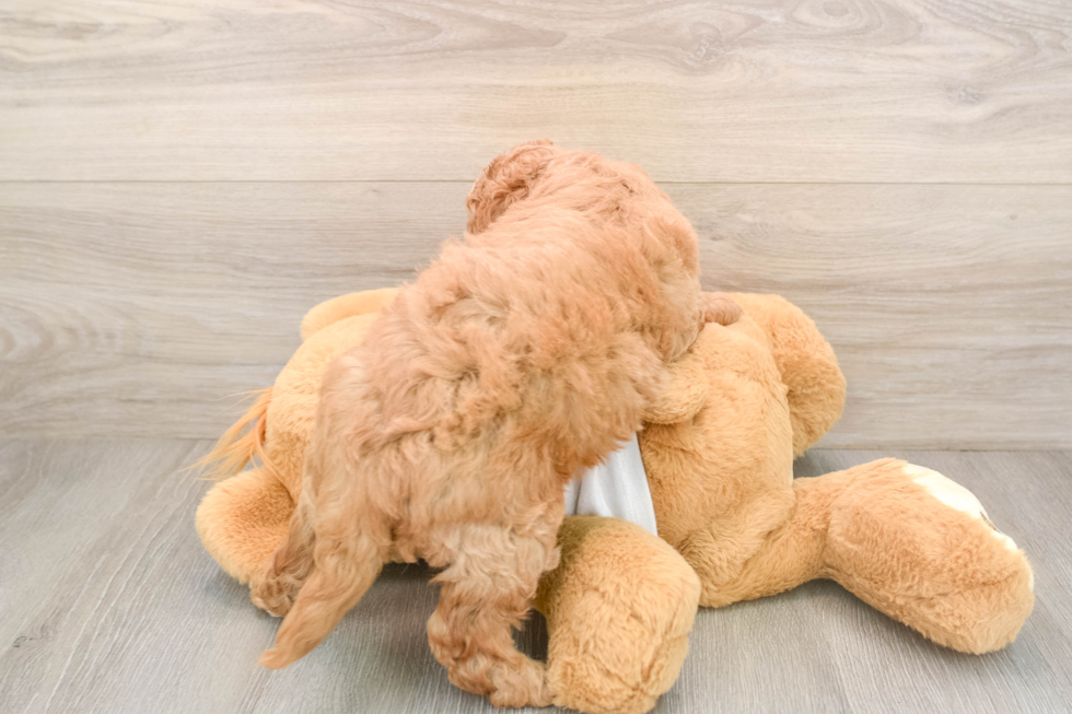 Mini Goldendoodle Pup Being Cute