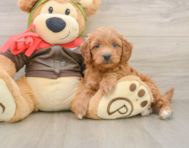 7 week old Mini Goldendoodle Puppy For Sale - Florida Fur Babies