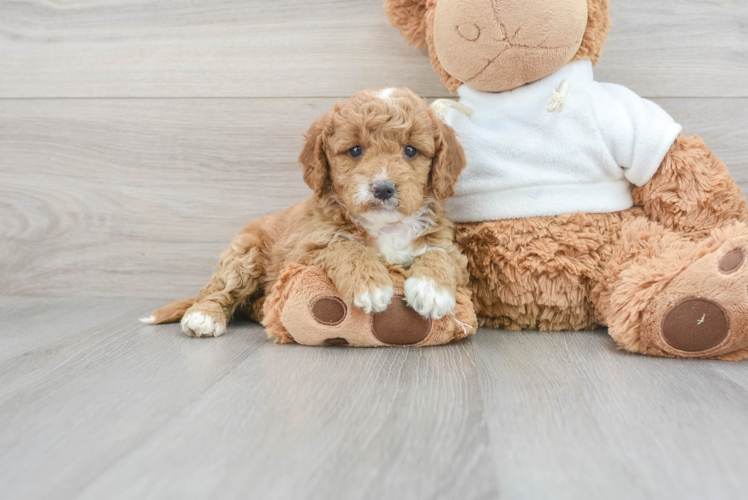 Mini Goldendoodle Pup Being Cute