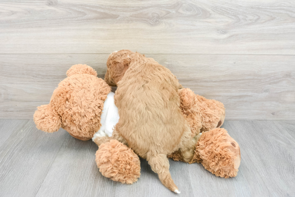 Mini Goldendoodle Pup Being Cute
