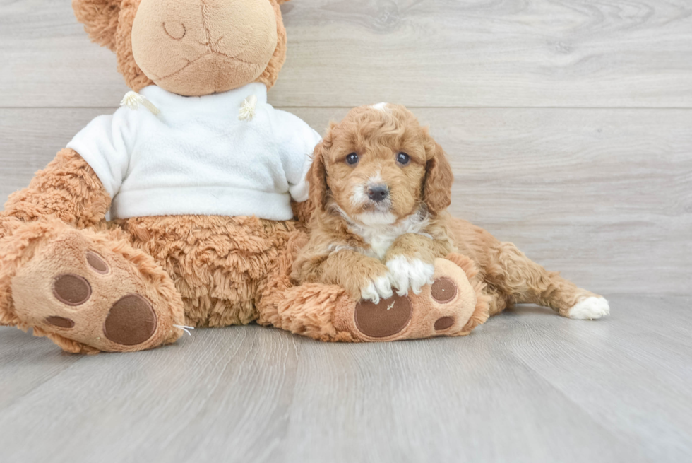 Mini Goldendoodle Puppy for Adoption