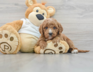 9 week old Mini Goldendoodle Puppy For Sale - Florida Fur Babies