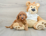 8 week old Mini Goldendoodle Puppy For Sale - Florida Fur Babies