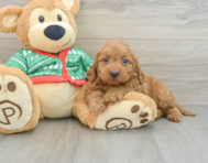 7 week old Mini Goldendoodle Puppy For Sale - Florida Fur Babies