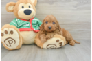 Mini Goldendoodle Puppy for Adoption