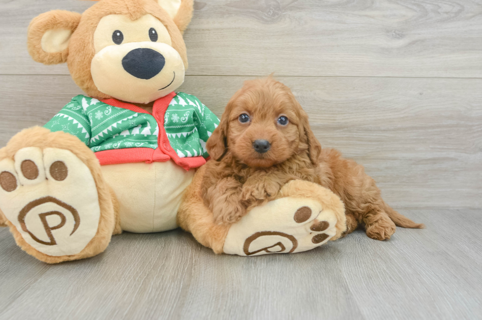 6 week old Mini Goldendoodle Puppy For Sale - Florida Fur Babies