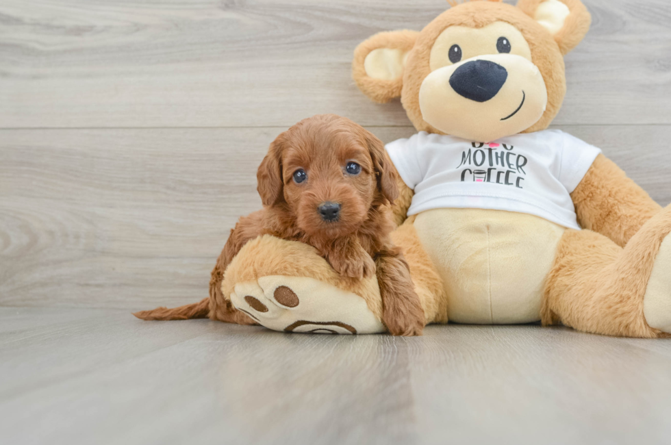 5 week old Mini Goldendoodle Puppy For Sale - Florida Fur Babies