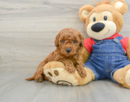 7 week old Mini Goldendoodle Puppy For Sale - Florida Fur Babies