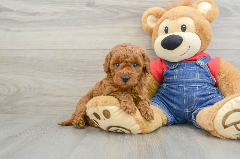 7 week old Mini Goldendoodle Puppy For Sale - Florida Fur Babies