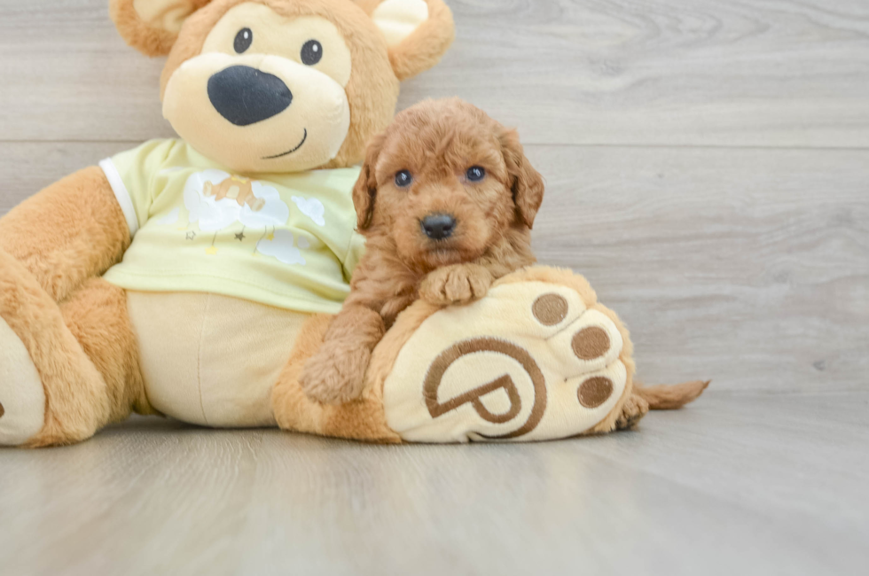 7 week old Mini Goldendoodle Puppy For Sale - Florida Fur Babies