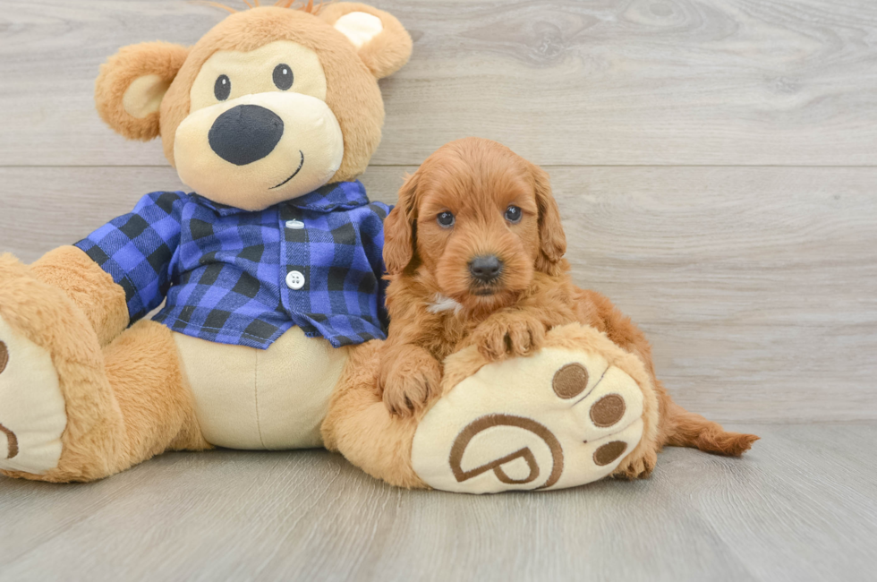 5 week old Mini Goldendoodle Puppy For Sale - Florida Fur Babies