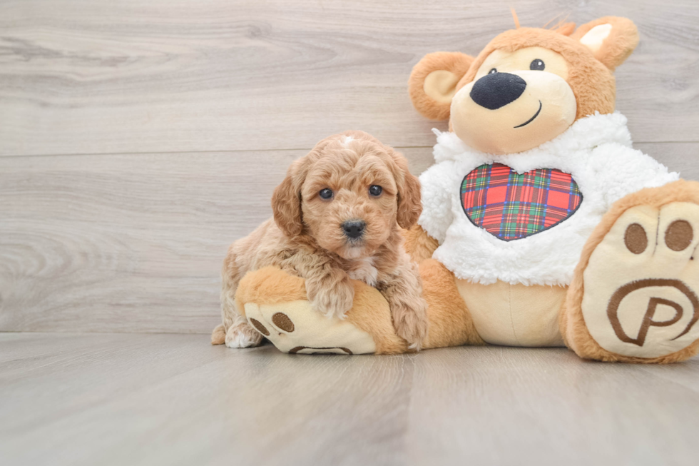 Happy Mini Goldendoodle Baby