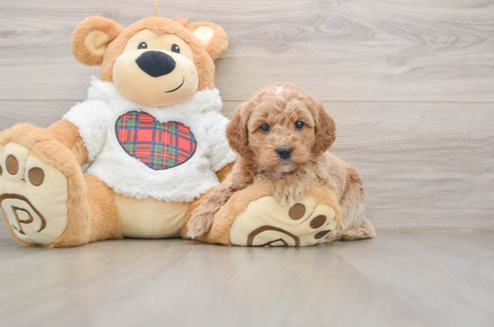 5 week old Mini Goldendoodle Puppy For Sale - Florida Fur Babies